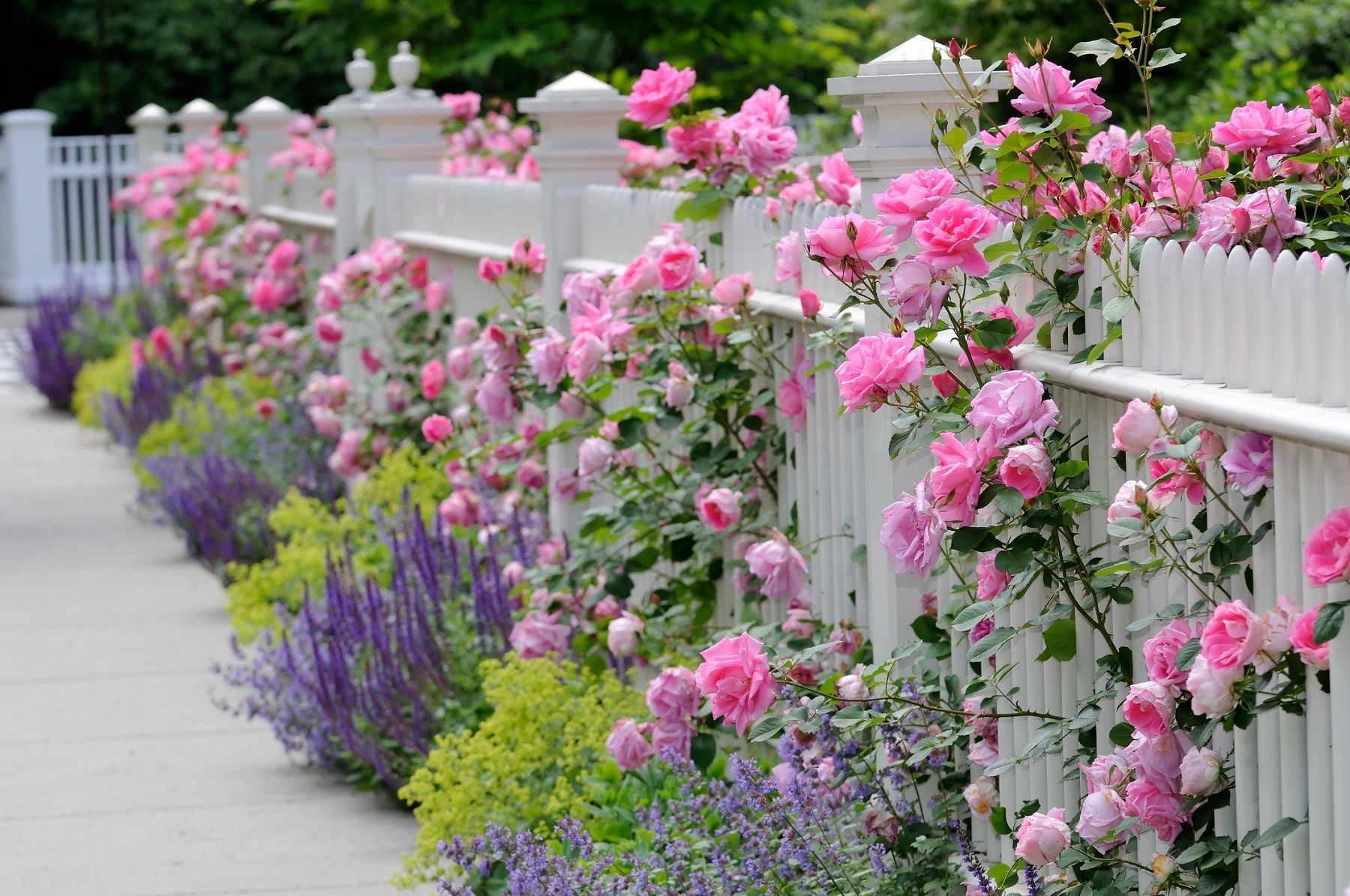 White picket fence with climbing pink roses and lavender and green plants alongside a sidewalk.