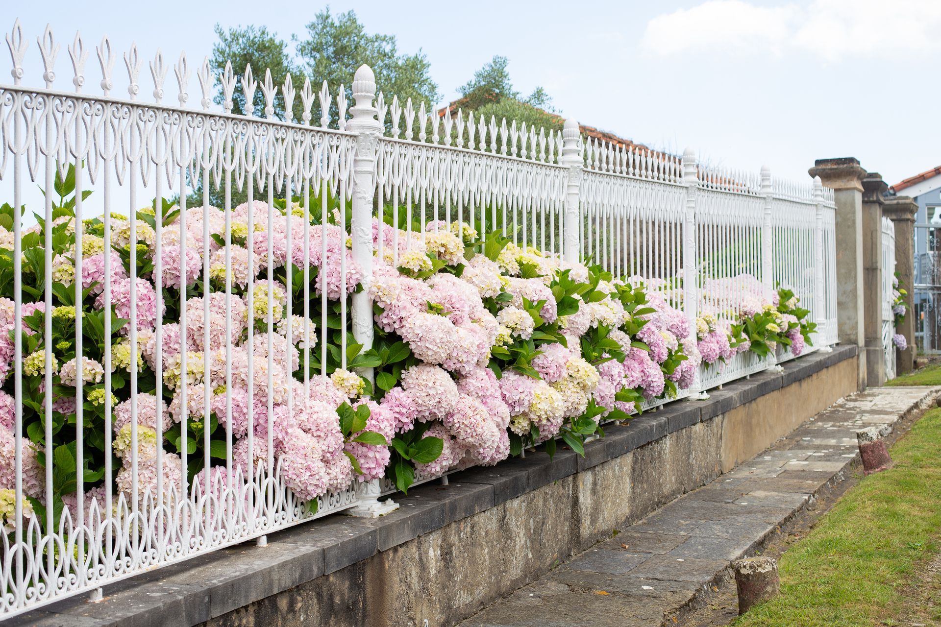 White picket fence lined with blooming pink and white hydrangeas.