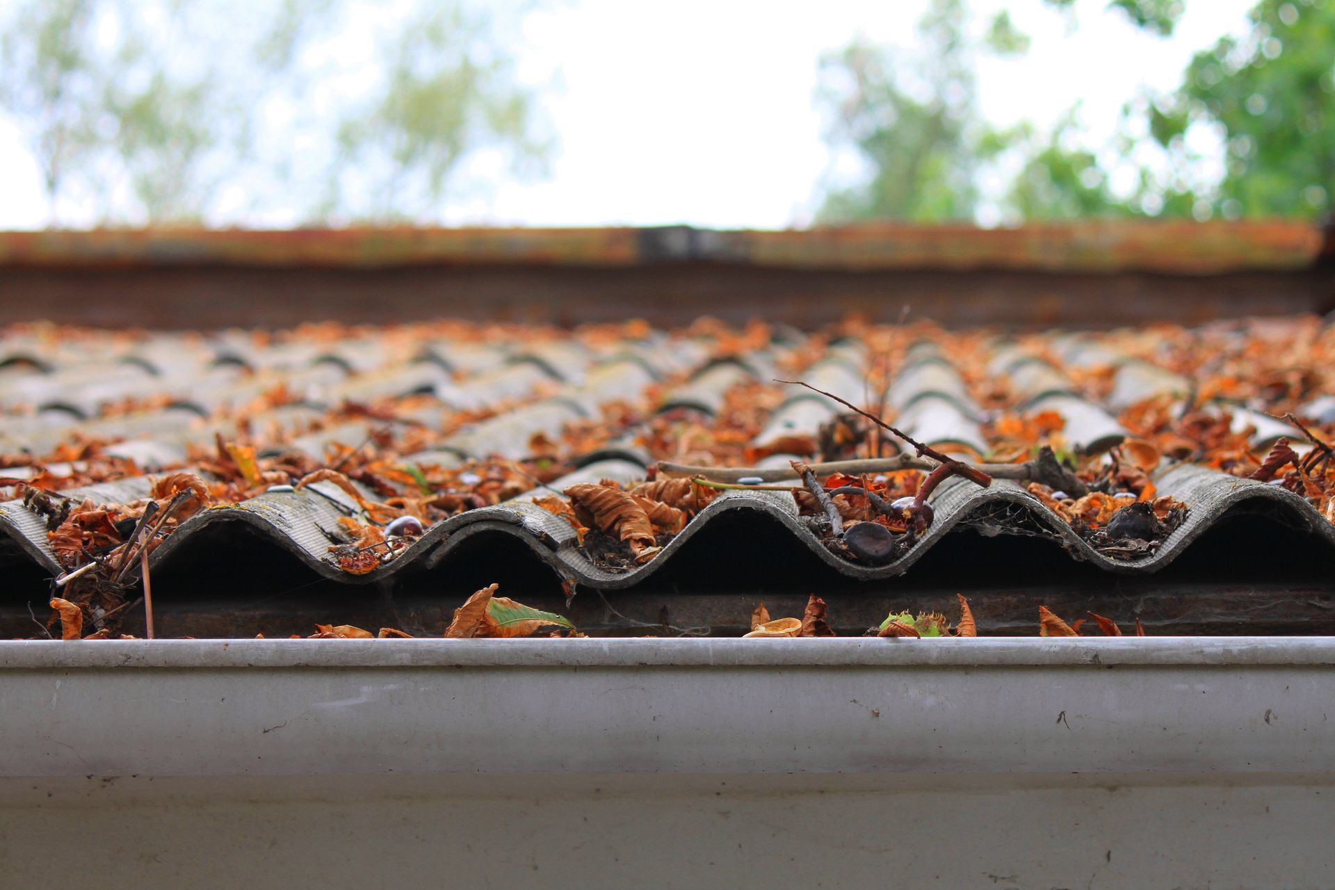 Close-up of a roof covered in fallen leaves, with a white gutter in the foreground.