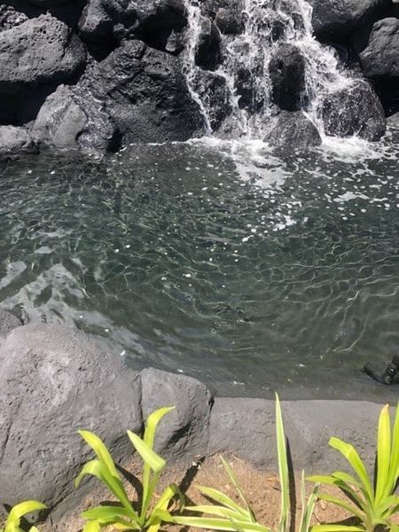 A small waterfall is surrounded by rocks and plants