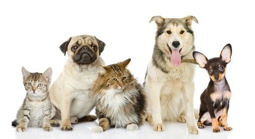 Group of cats and dogs - Northwest Plaza Animal Hospital Grapvine, TX