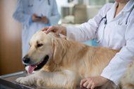 Animal Health Care Professionals - Northwest Plaza Animal Hospital Grapvine, TX