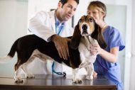 Veterinarians with a dog - Northwest Plaza Animal Hospital Grapvine, TX