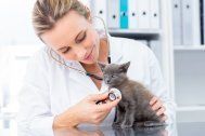 Vet examining kitten - Northwest Plaza Animal Hospital Grapvine, TX