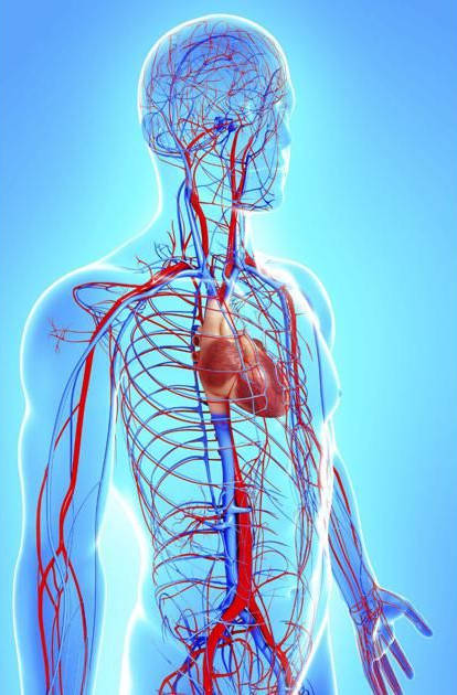 A stylized, semi-transparent human figure showing the circulatory system with red arteries and blue veins.