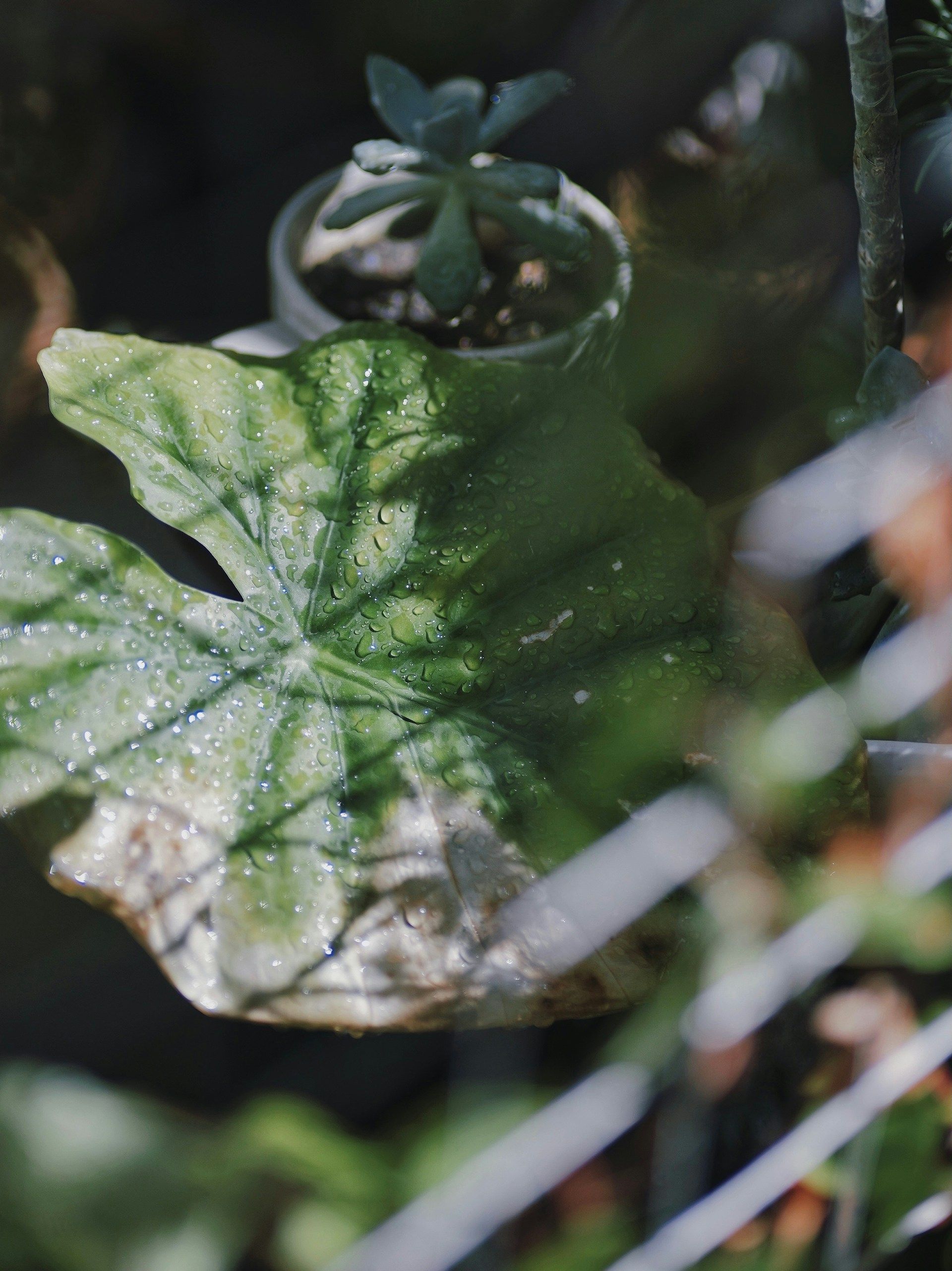A large, variegated green leaf with visible veins sits in the foreground, with a small succulent in a pot behind it.