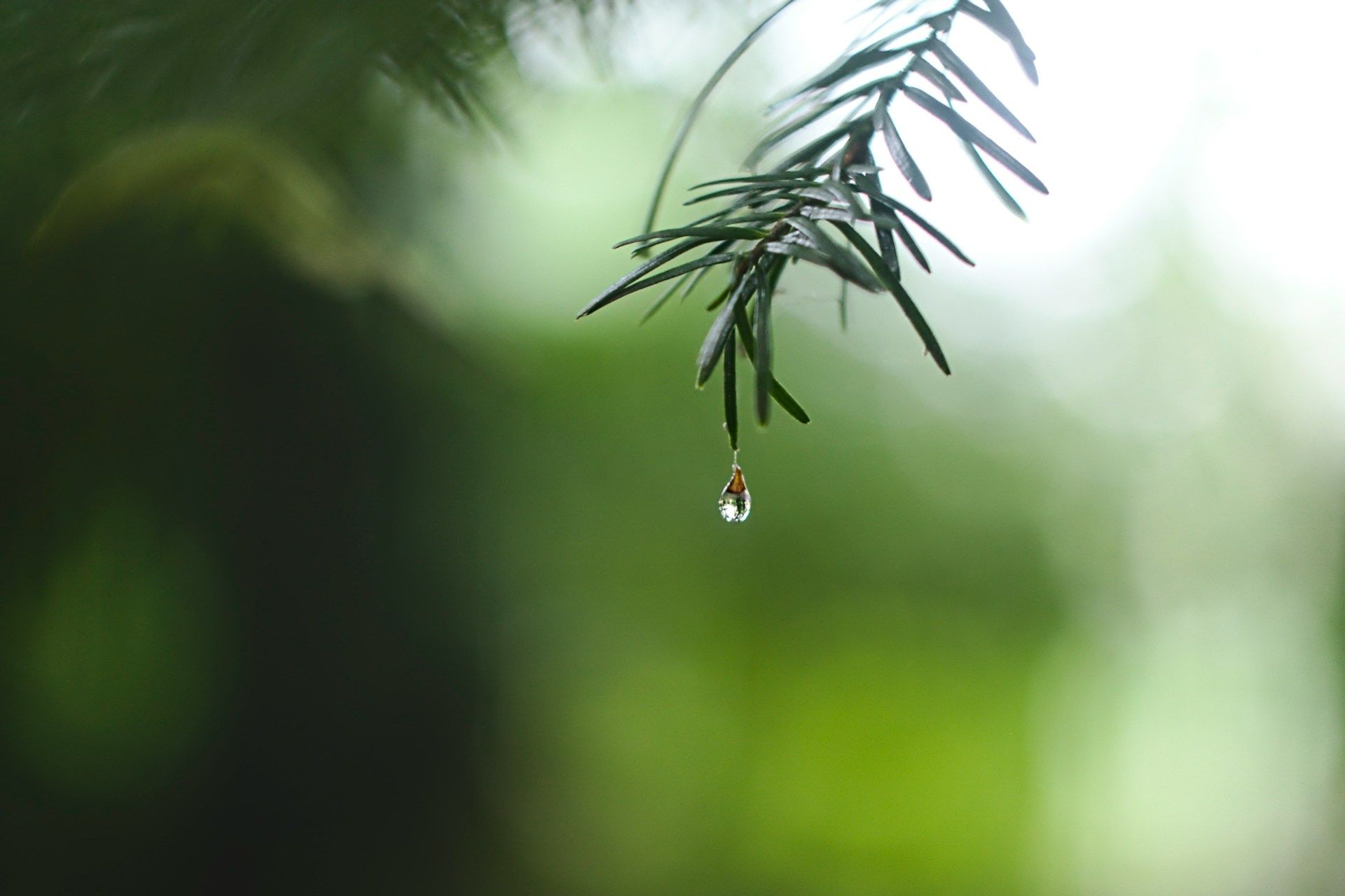 A single water droplet hangs from the tip of a pine needle against a soft, out-of-focus green background.