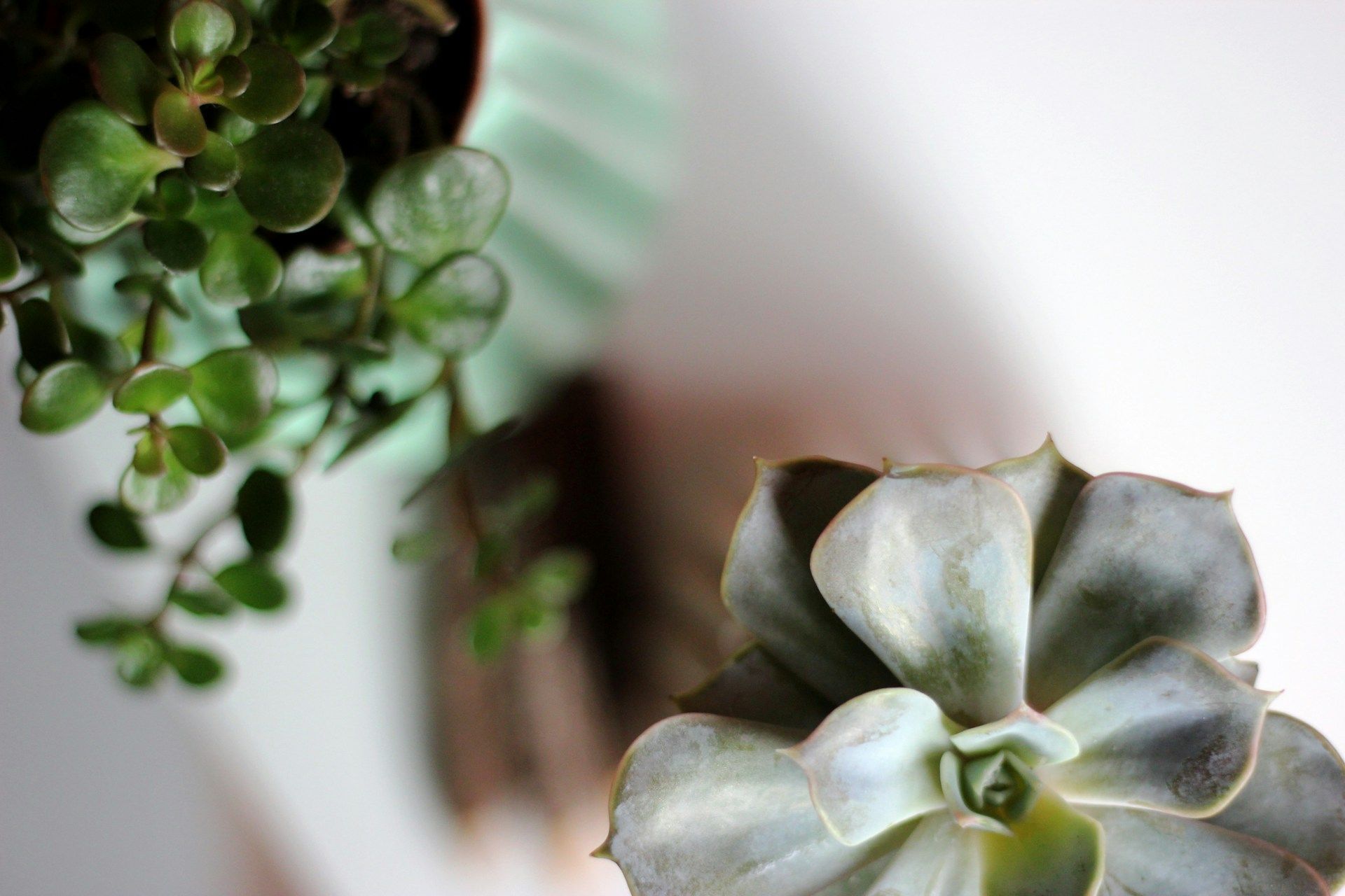 Top-down view of a light green succulent in a ribbed pot next to a pale, grey-green echeveria succulent on a white surface.