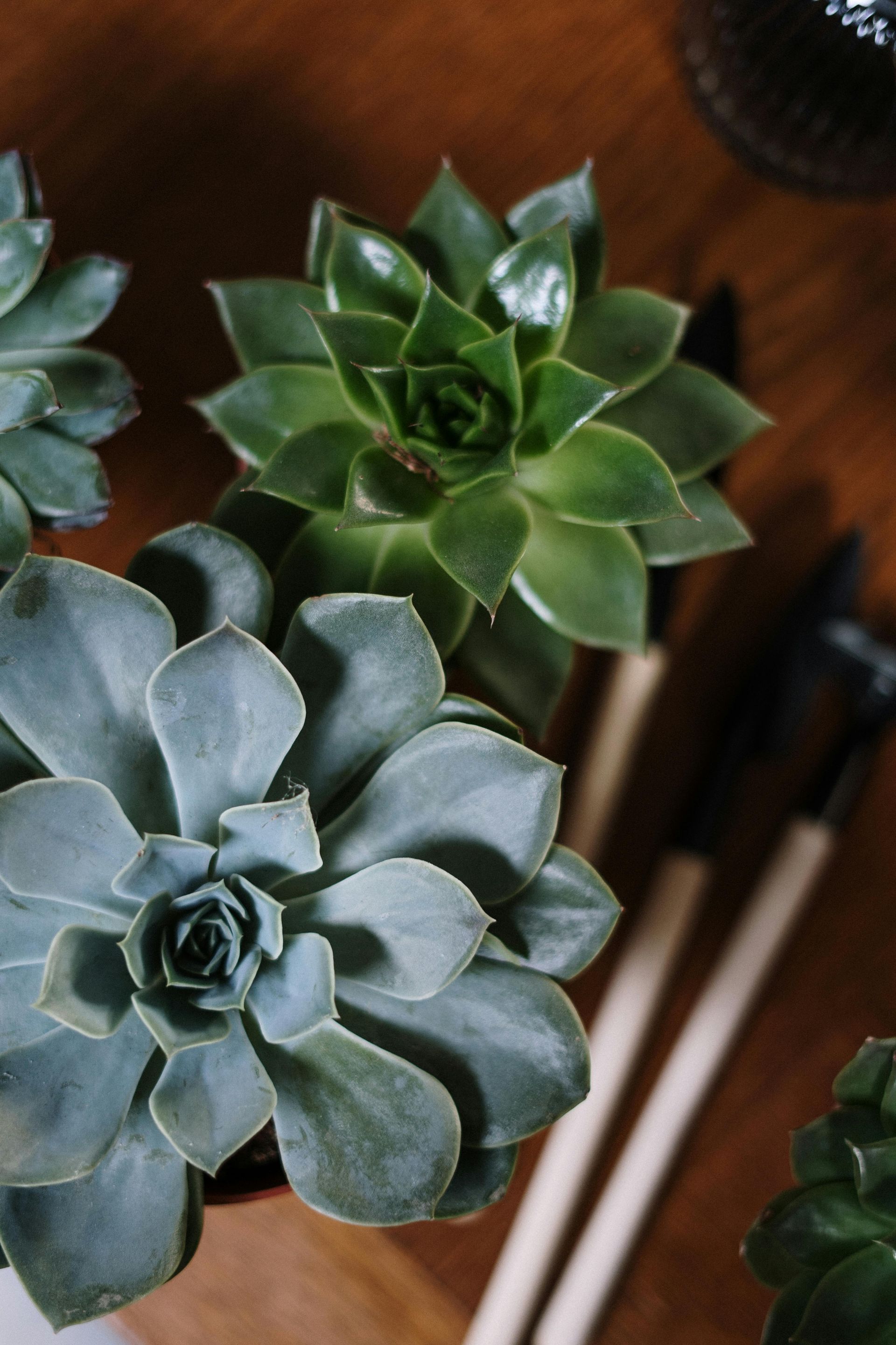 A top-down view of several potted succulents with muted green and blue-grey leaves, arranged on a wooden surface.