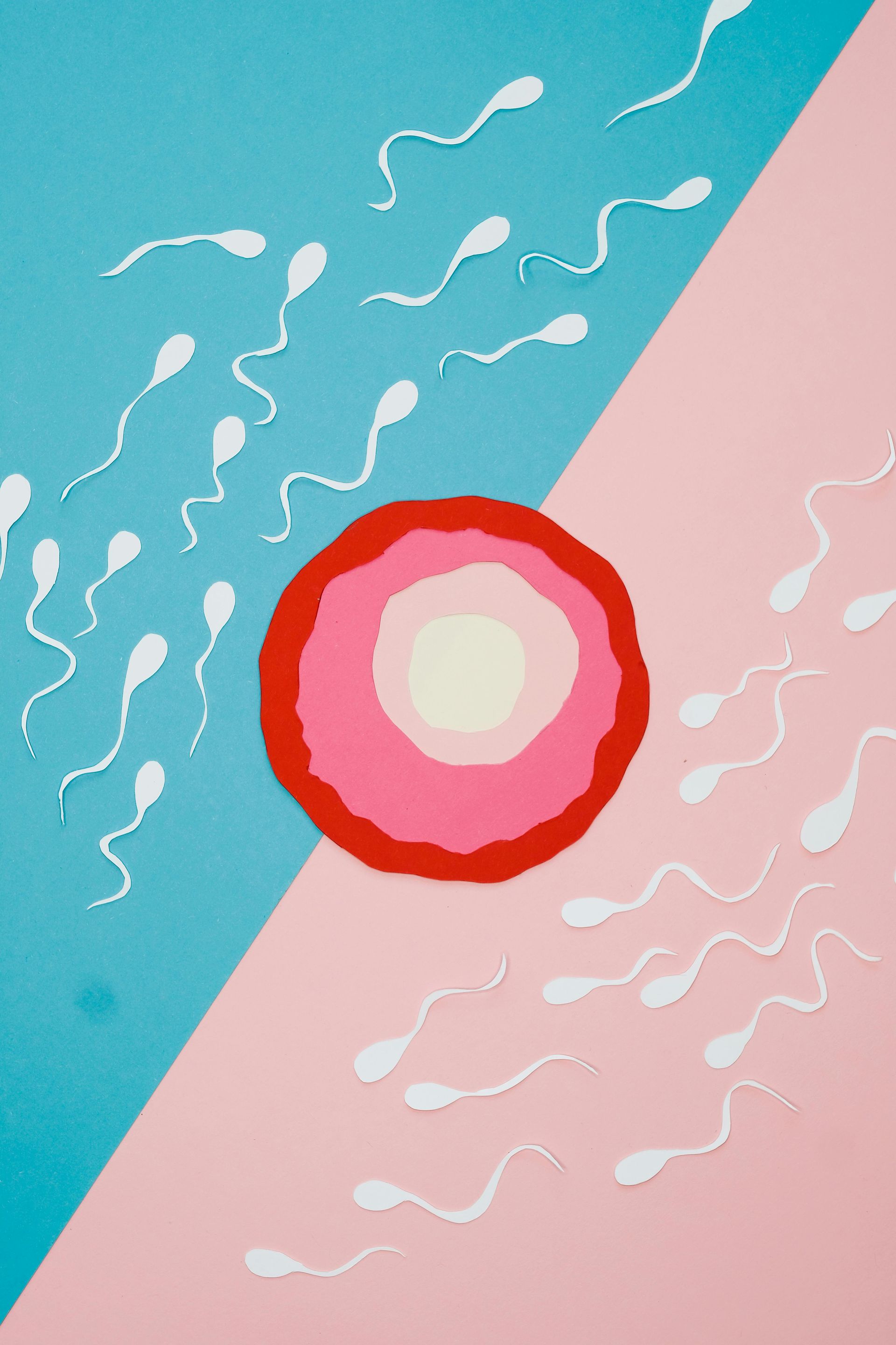 A stylized, cut-paper illustration shows white sperm surrounding a central red, pink, and cream egg on a blue and pink field.