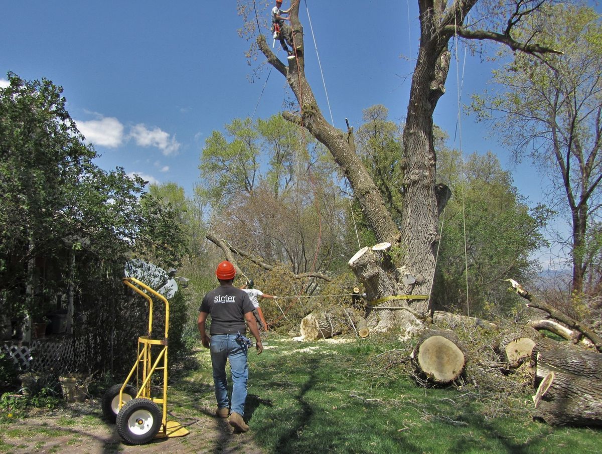 Arborist in a tree, removing branches. Worker on ground. Sunny day.