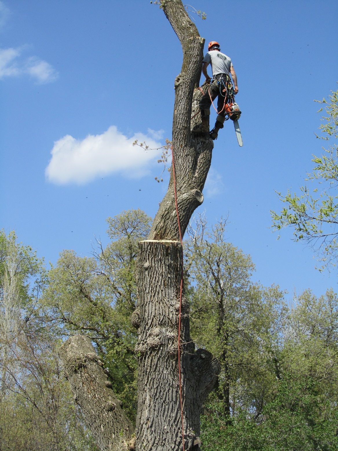 Arborist cutting a tall tree with a chainsaw, secured by ropes, under a blue sky.