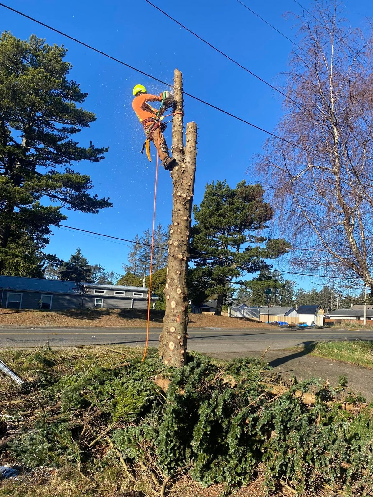 Arborist in orange gear atop a tall tree, cutting branches near power lines; sunny day.