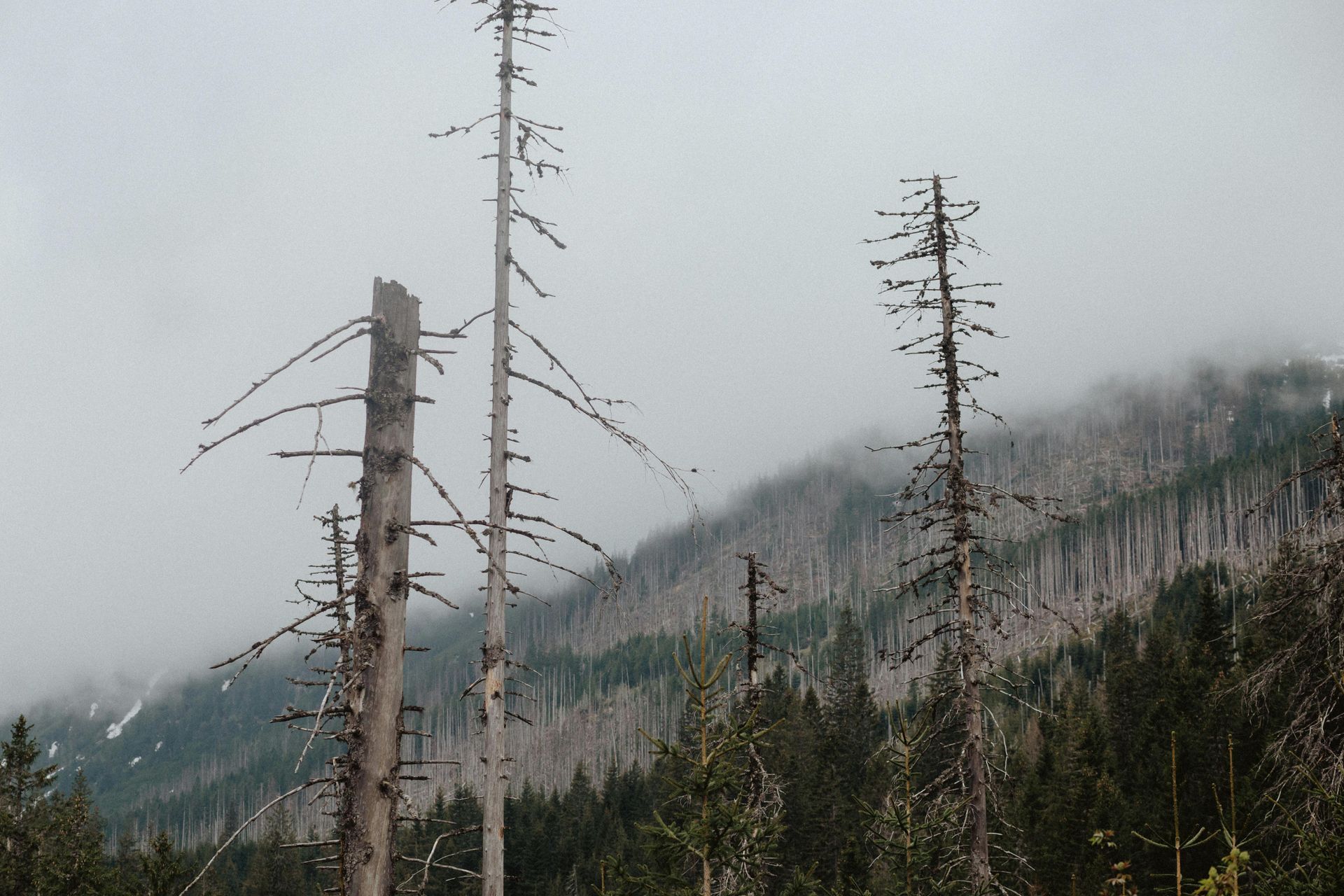 Dead trees stand against a misty mountain backdrop, likely showing a forest affected by a blight.