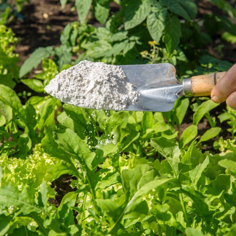 Diatomaceous Earth being spread in gardens