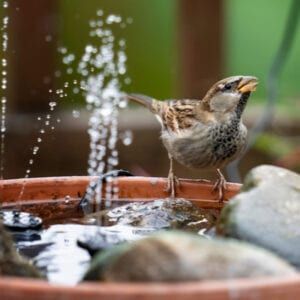 bird in a birdbath fountain