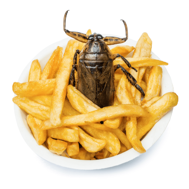 fries with a cockroach