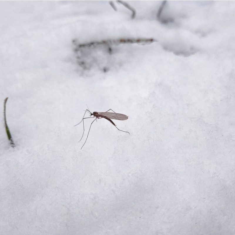 mosquito on the snow