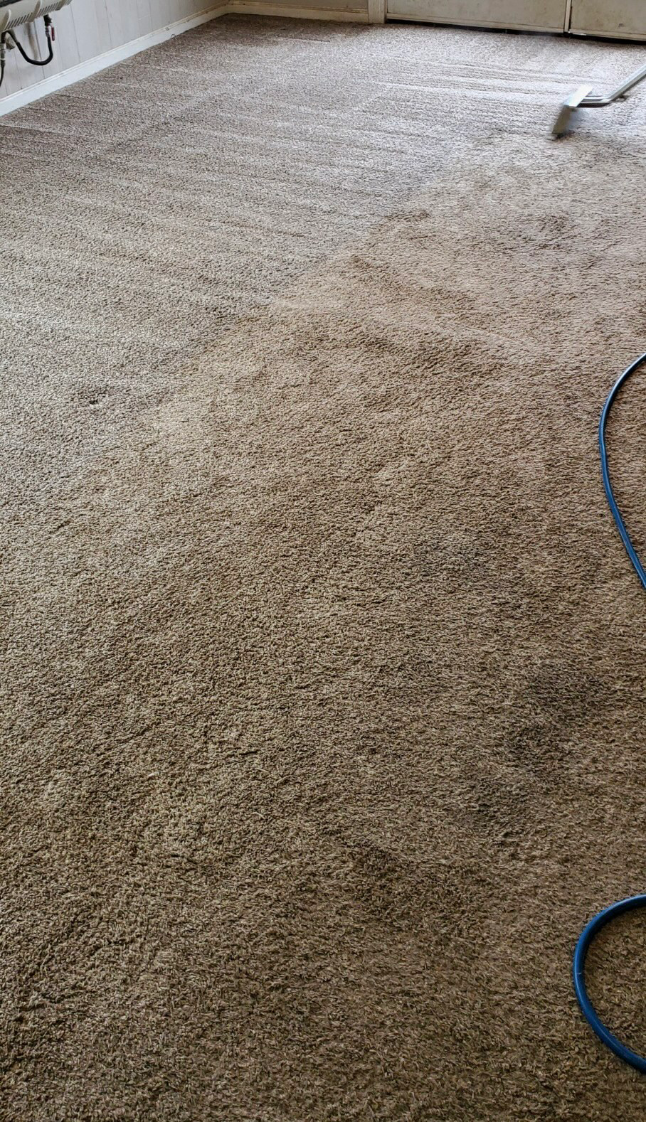 Brown carpet being cleaned, with vacuum hose visible.