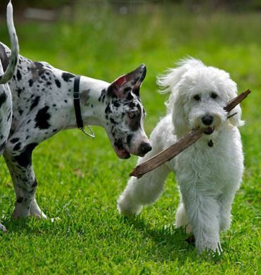 Two dogs are playing with a stick in the grass.