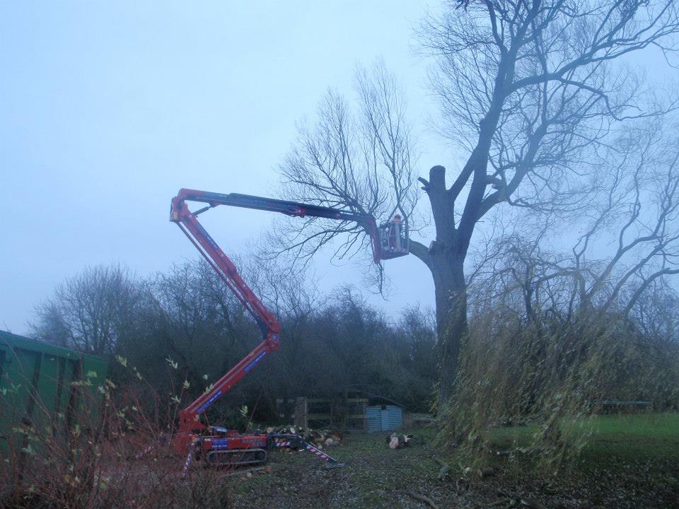 scaffolding for tree cutting