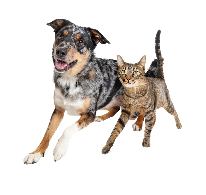 Smiling Dog and Cat — Natick, MA — Pet World
