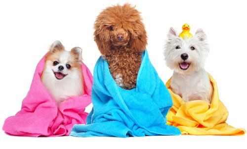 Three Puppies — Natick, MA — Pet World