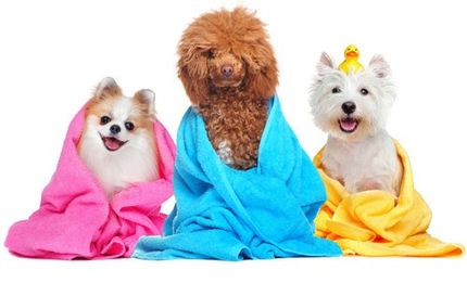 Pet world puppies fashion for