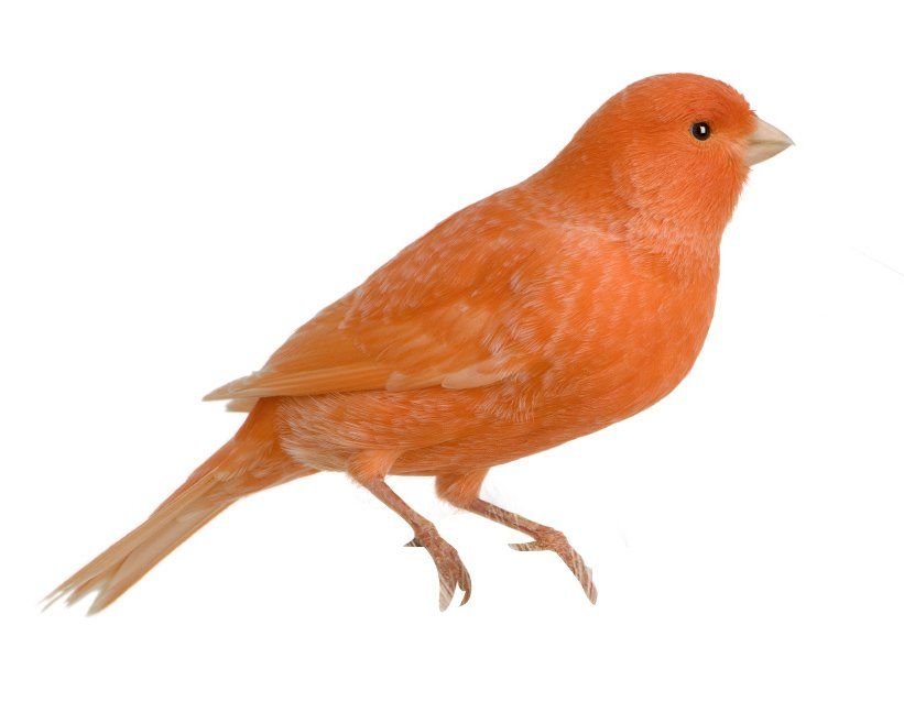 Canaries — Natick, MA — Pet World