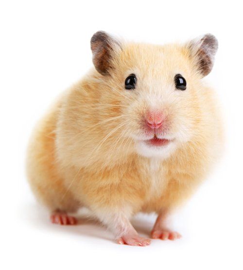 Rodents — Natick, MA — Pet World