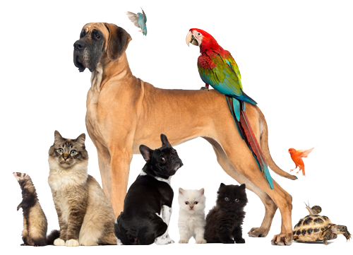 Pet for Home — Natick, MA — Pet World