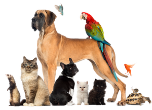 Pet for Home — Natick, MA — Pet World