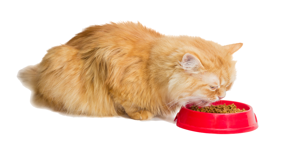 Cat Eating Food — Natick, MA — Pet World