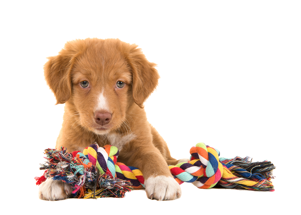 Dog Toys — Natick, MA — Pet World