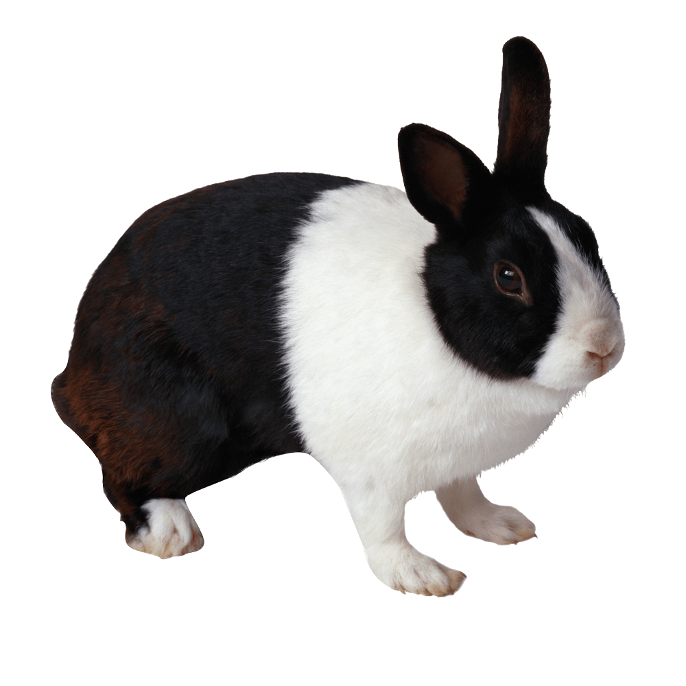 Rabbit — Natick, MA — Pet World