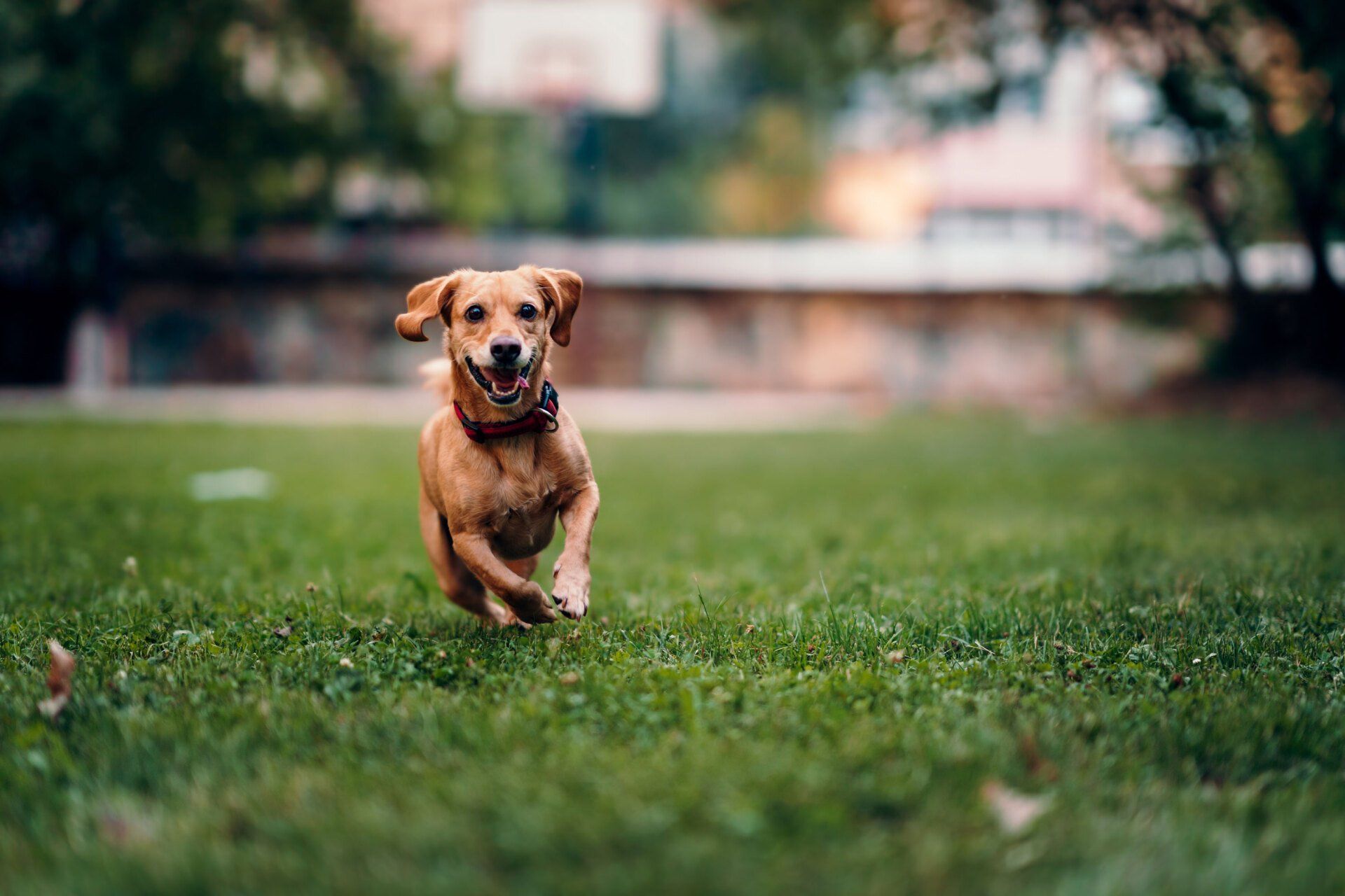 Adorable Dog Running On The Grass — Natick, MA — Pet World