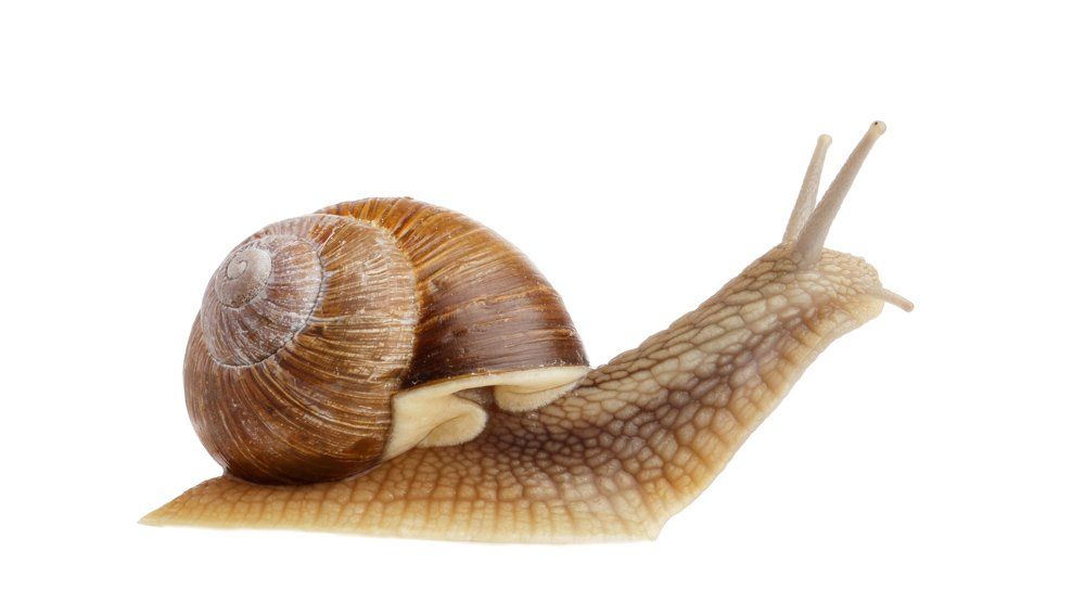 Aquatic Snails — Natick, MA — Pet World