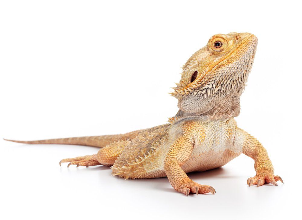 Bearded Dragons — Natick, MA — Pet World