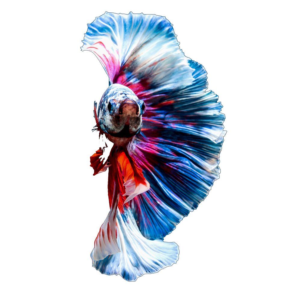 Betta Fish — Natick, MA — Pet World