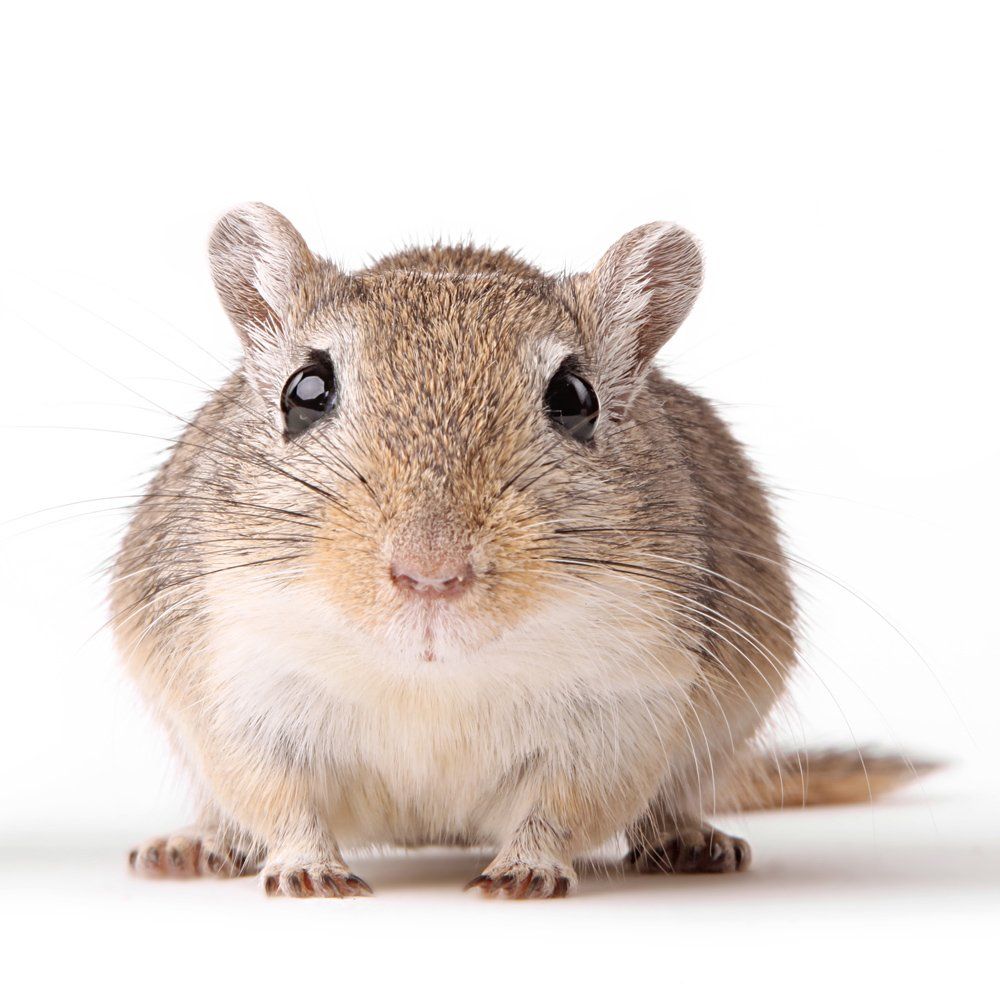 Gerbils — Natick, MA — Pet World