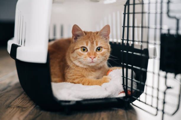 A cat is laying in a carrier on the floor.