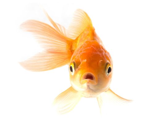 Goldfish — Natick, MA — Pet World