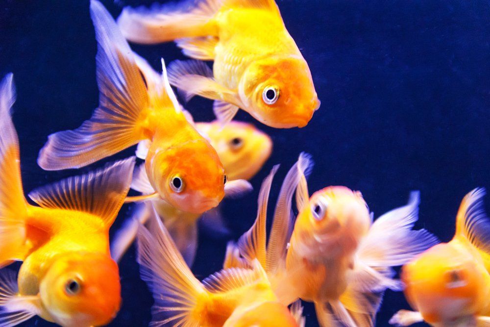 Glofish — Natick, MA — Pet World