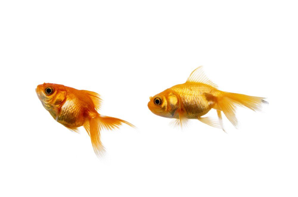 Goldfish — Natick, MA — Pet World