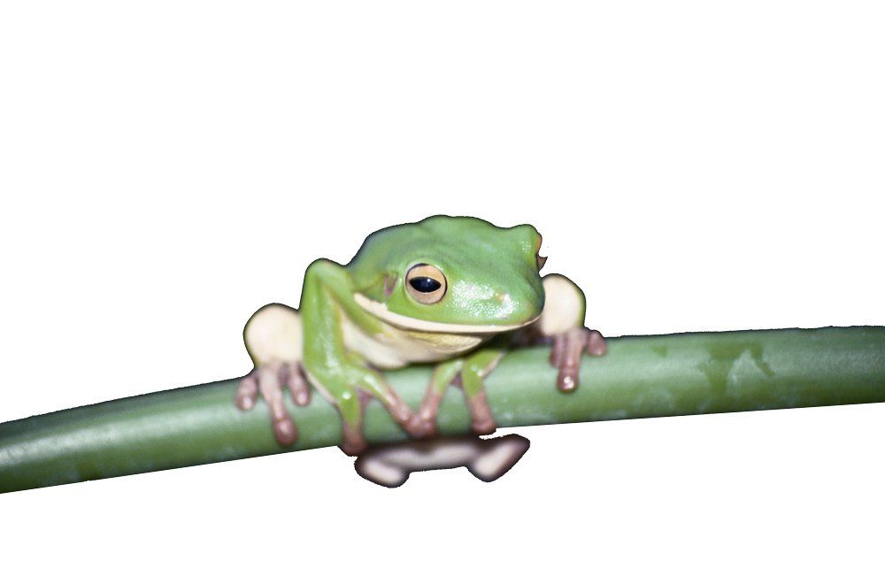 Green Tree Frogs — Natick, MA — Pet World