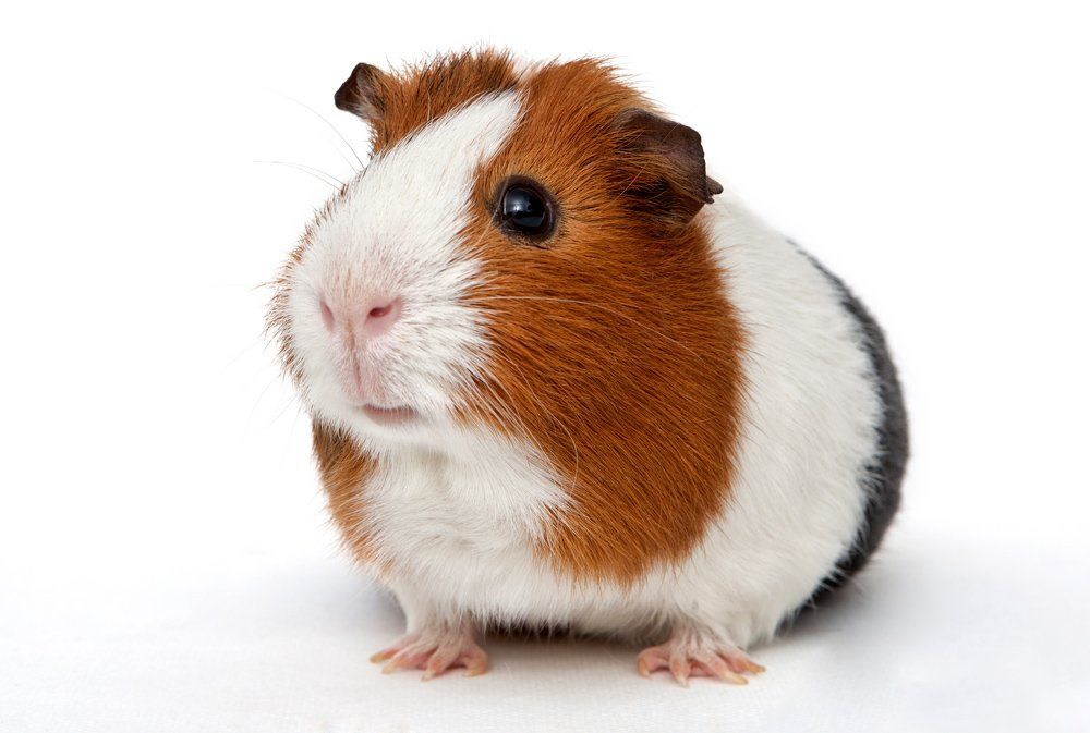 A Brown and White Guinea Pig — Natick, MA — Pet World