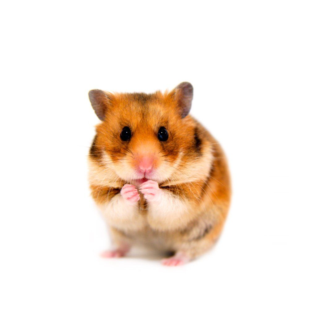 A Brown and White Hamster — Natick, MA — Pet World