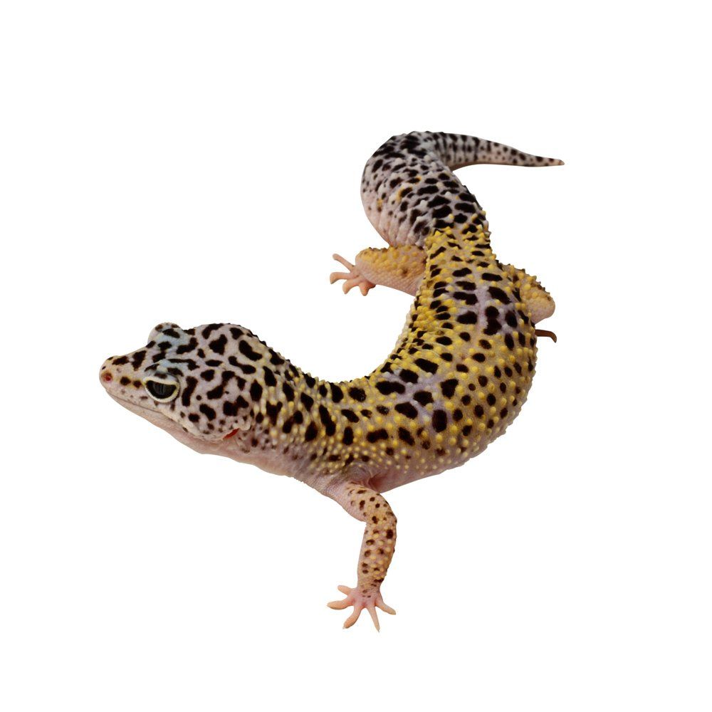 Leopard Gecko — Natick, MA — Pet World