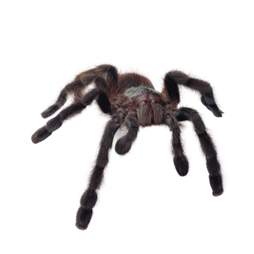 Small Tarantulas — Natick, MA — Pet World