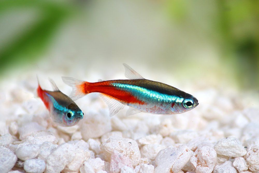 Tetras — Natick, MA — Pet World